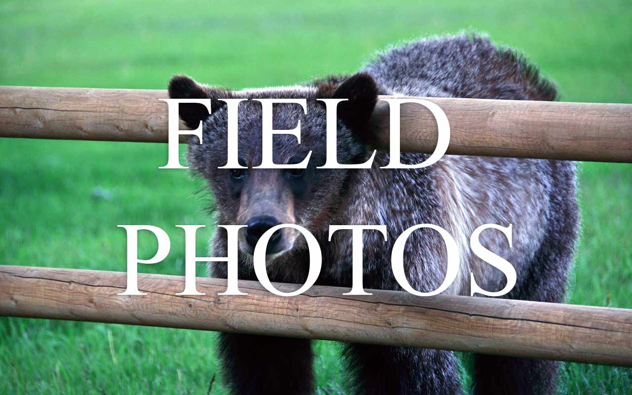 TD Kelsey Bronze Sculpture Art