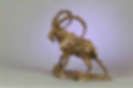 Bezoar Rock Rabbit