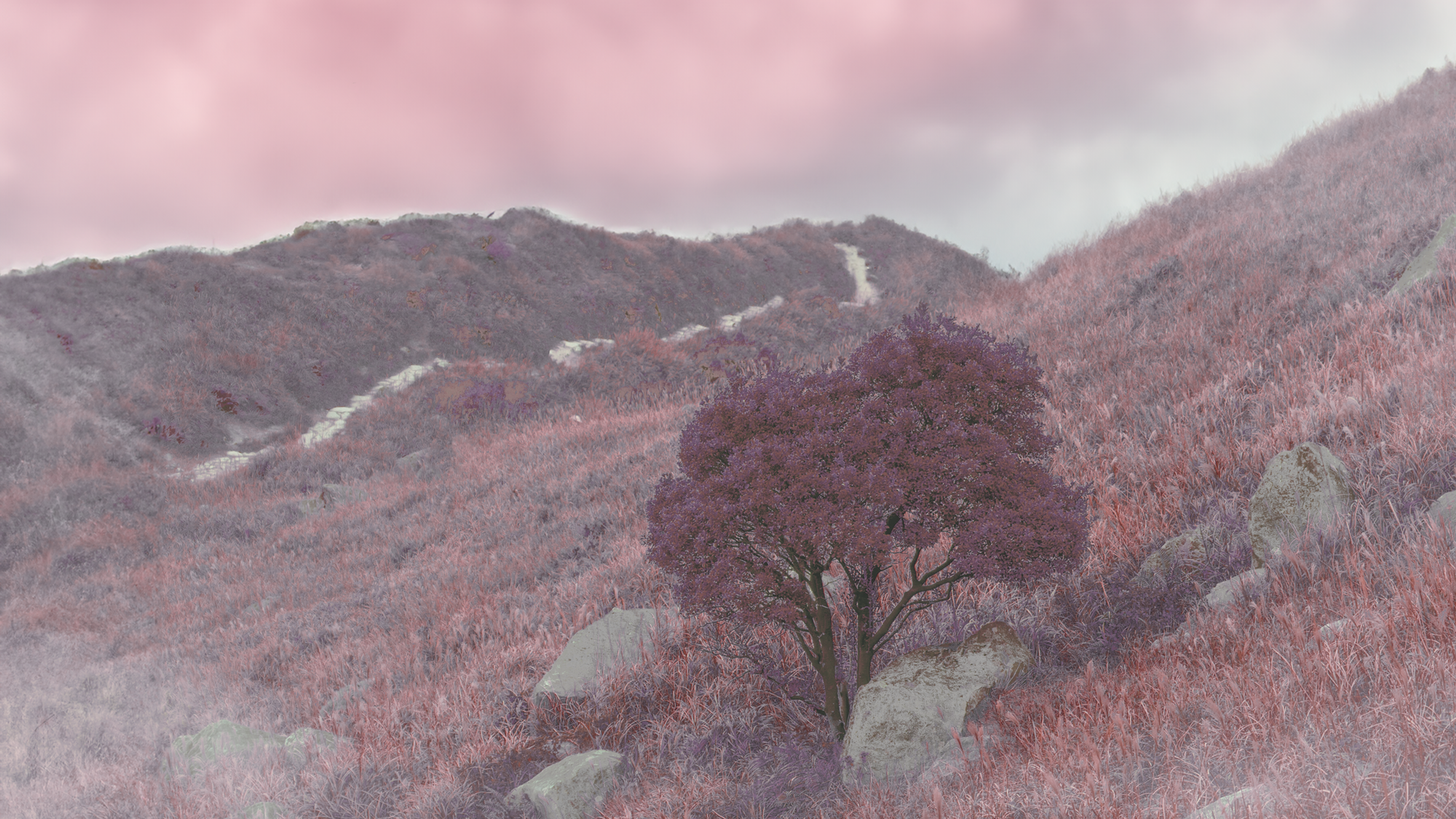 Pink Forest
