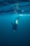 orcas or killer whales in Kvænangen fjord in Norway hunting for herrings.jpg