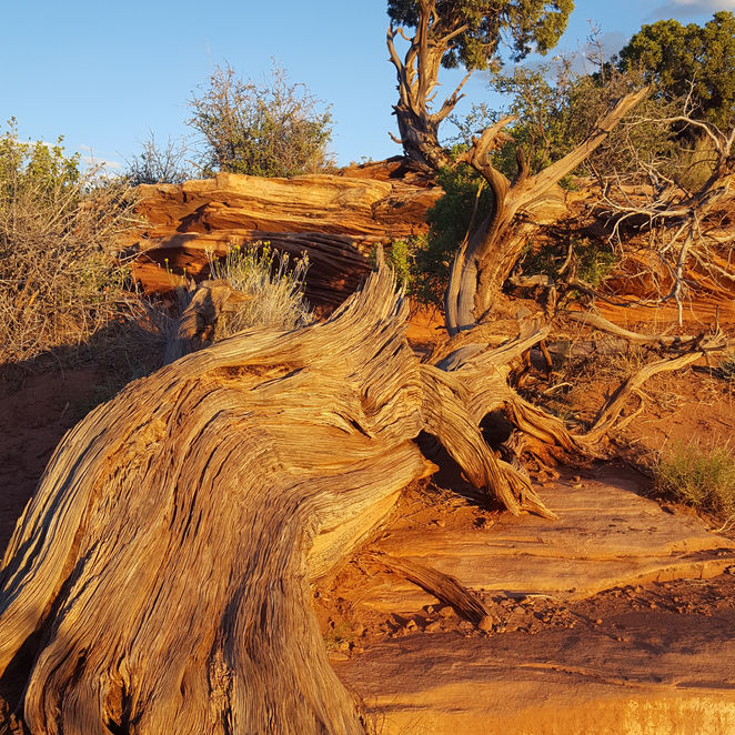 Thumbnail: Witness at Dead Horse Point