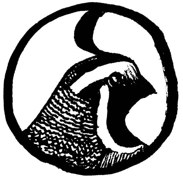quail - line