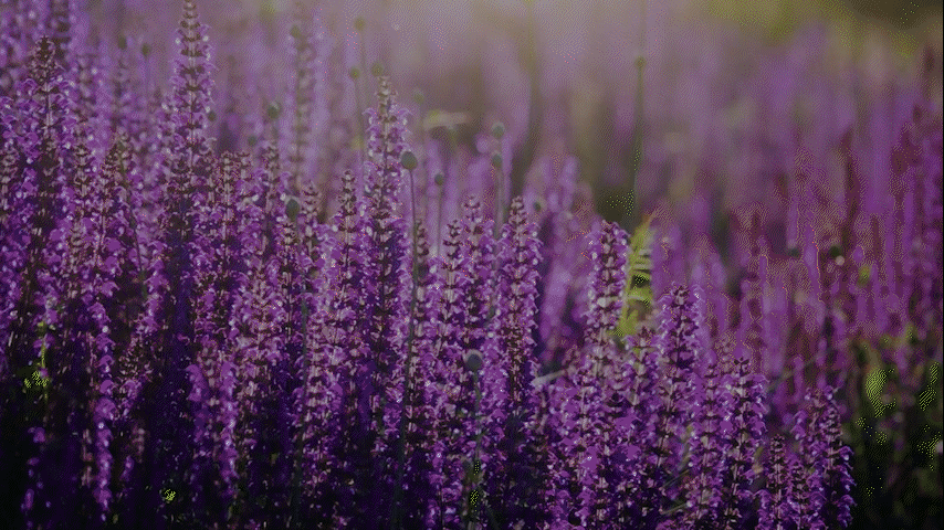 Aura Cacia Quality - Pure Plants. True Benefits-.gif