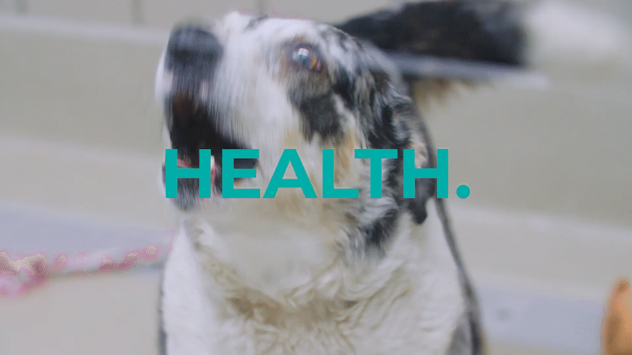 friends_of_the_animal_center_foundation (1080p)_1.gif