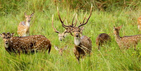 Spotted deer herd grazing at golden hour in Tholpetty Wayanad Wildlife Sanctuary, Kerala - misty grasslands and dense forest backdrop in this tiger reserve buffer zone. Iconic wildlife photography moment in North Kerala. #WayanadWildlife #DeerSighting.