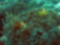 A journey through Coral Reefs