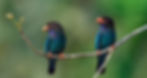 Oriental Dollarbird – A Glimpse of the Jewel at Thattekad Bird Sanctuary