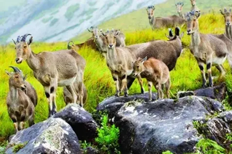 Munnar Hill Station Scenic Beauty with Christone Holidays