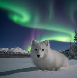 A winding river flowing through a snow-covered Siberian forest with distant mountains under a soft p