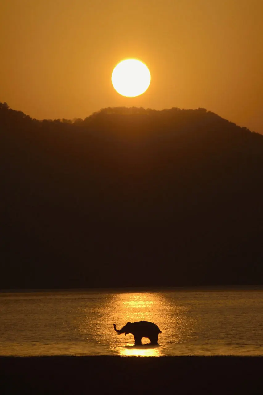 Silhouette of a wild Asian elephant crossing the Ramganga River at sunset in Jim Corbett National Park. The golden-orange sky reflects on the water as the majestic creature creates ripples, surrounded by lush green riverbanks. A perfect harmony of wilderness and golden hour light in Uttarakhand’s iconic tiger reserve.