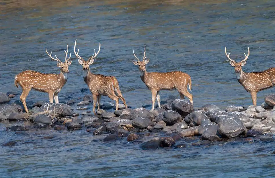 Christone Holidays spotlights a serene wildlife moment in Corbett’s Jhirna Zone – A large herd of spotted deer (chital) grazes peacefully in golden grasslands, their alert ears swiveling toward hidden dangers. This year-round open zone showcases ideal predator-prey dynamics, with 50+ deer congregating near waterholes at dusk, attracting leopards and tigers. Our ‘Jhirna Discovery’ safaris capture these delicate balances: fawns camouflaged in tall grass, dominant stags locking antlers, and alarm calls echoing through sal forests. The image frames Corbett’s biodiversity perfectly – dry deciduous forests hosting deer, wild boars, and over 150 bird species. Book Christone’s expert-led tours for evening drives when Jhirna’s deer activity peaks, with guaranteed sightings against sunset’s crimson backdrop.