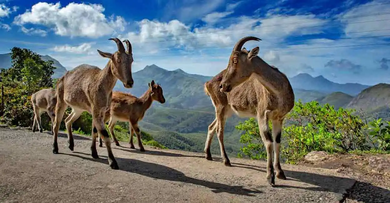 An endangered Nilgiri Tahr stands majestically on a sheer cliff edge in Mukkurthi National Park, Tamil Nadu, its curved horns silhouetted against the misty shola grasslands of the Western Ghats. Christone Holidays' expert guides point out this rare mountain goat species to awestruck trekkers, showcasing: ✅ Conservation Triumph: 20% population growth since 2015 ✅ Unique Habitat: Only place where tahrs thrive above 2,000m elevation ✅ Adventure Hook: Trekking through UNESCO-recognized landscapes ✅ Wildlife Spectacle: Agile tahrs grazing on steep slopes