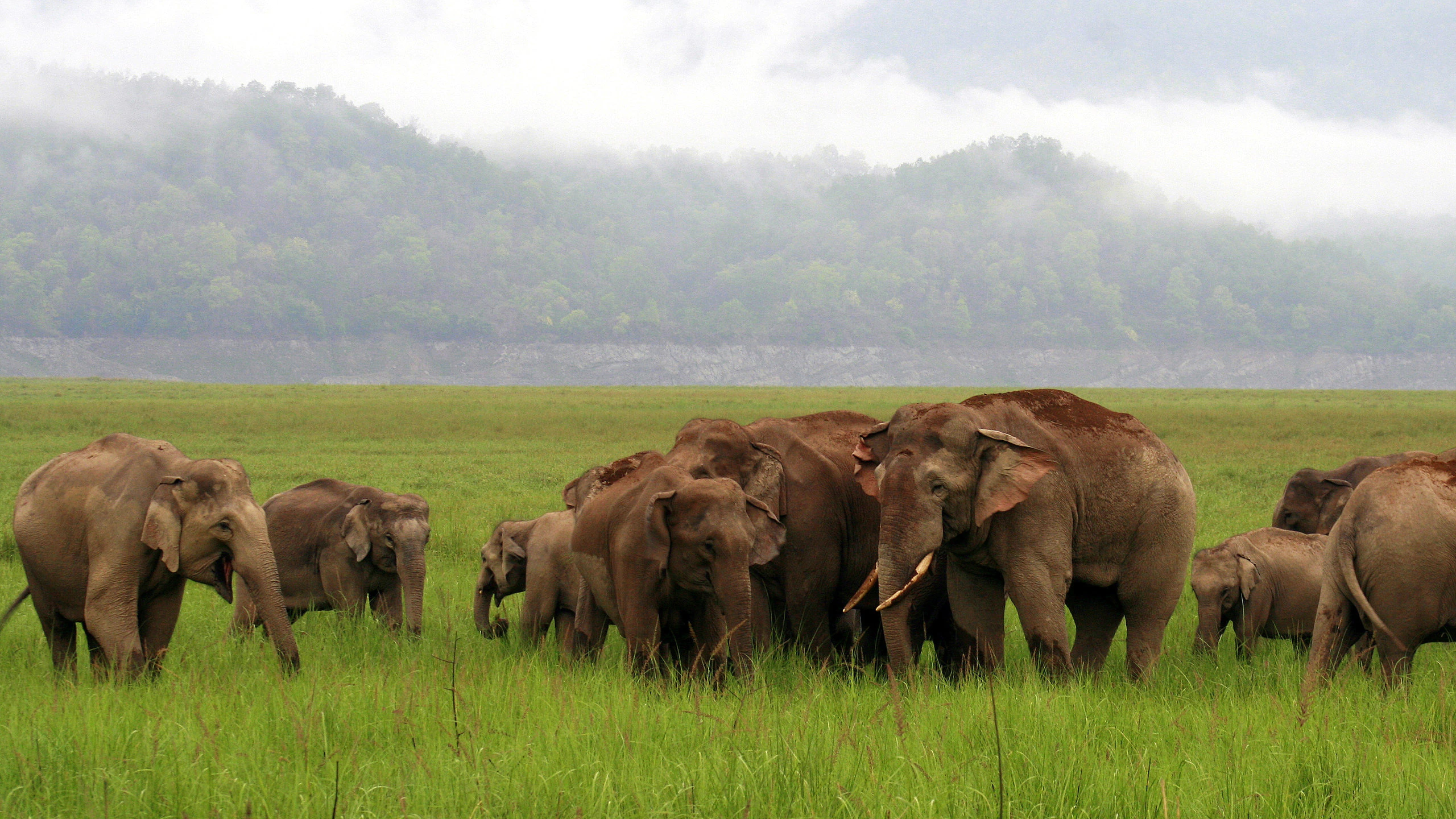 Majestic herd of wild Asian elephants grazing in Jim Corbett National Park's grasslands. A matriarch leads the group while juveniles playfully tug at tall golden grass under the Himalayan sun. Their wrinkled gray skin contrasts with the vibrant green terrain, showcasing Corbett's thriving elephant population in their natural habitat.