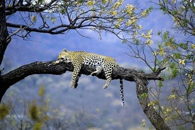 j 6.gif