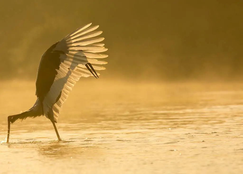 Christone Holidays frames a magical Dhela Zone sunset – A vibrant Himalayan rubythroat perched on a swaying elephant grass stalk, its crimson throat glowing in the golden-hour light. This lesser-known Corbett zone transforms at dusk into a birding paradise, where 300+ species like scarlet minivets and great hornbills return to roost. Our ‘Dhela Twilight’ birding safaris capture these fleeting moments: the bird’s melodic dusk call echoing across the Terai grasslands, backlit by the sun dipping behind the Shivalik ranges. The image showcases Corbett’s avian wonders beyond tigers – perfect for ornithology enthusiasts. Book Christone’s specialized binocular-equipped tours between November-March when migratory species join resident birds in this biodiversity hotspot.