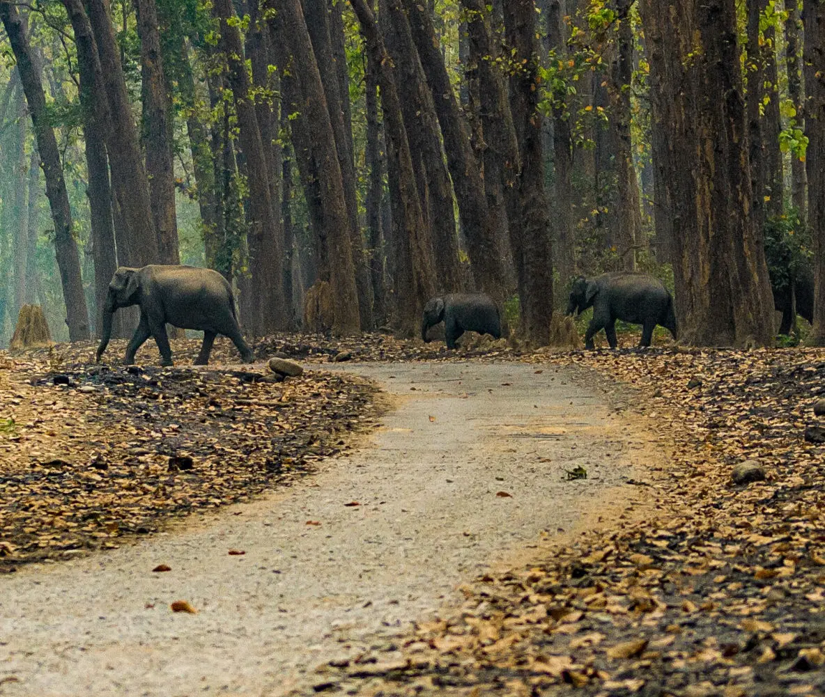 Christone Holidays captures a rare trio of wild Asian elephants marching through Durga Devi Zone’s dense forests in Corbett National Park. The majestic herd – likely a matriarch with two juveniles – forages through riverine vegetation, their wrinkled gray skin contrasting with vibrant monsoon greenery. This exclusive eastern zone, known for steep valleys and the Ramganga River’s tributaries, offers intimate elephant encounters away from tourist crowds. Our ‘Durga Devi Explorer’ safari packages include expert trackers decoding forest signs like broken branches and fresh dung. The golden-hour image reveals intricate elephant social bonds, with one calf playfully trunk-touching its elder – a testament to Corbett’s thriving 1,100+ elephant population. Book for June-October when elephants descend to waterholes, creating prime photography moments.