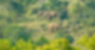Elephant Herd Roaming the Lush Forests of Chinnar Wildlife Sanctuary