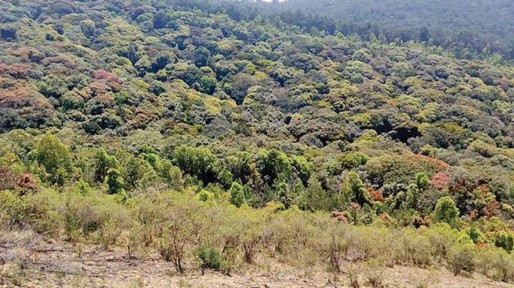 Emerald canopy of Mathikettan Shola National Park, Kerala - mist-wrapped tropical evergreen forest in the Western Ghats. Lush green valleys and vital wildlife corridor connecting Periyar to Eravikulam ecosystems. #HiddenKerala #SholaForests.