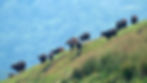 The Mighty Water Buffalo (Bubalus bubalis) – Strength and Serenity in Wetlands