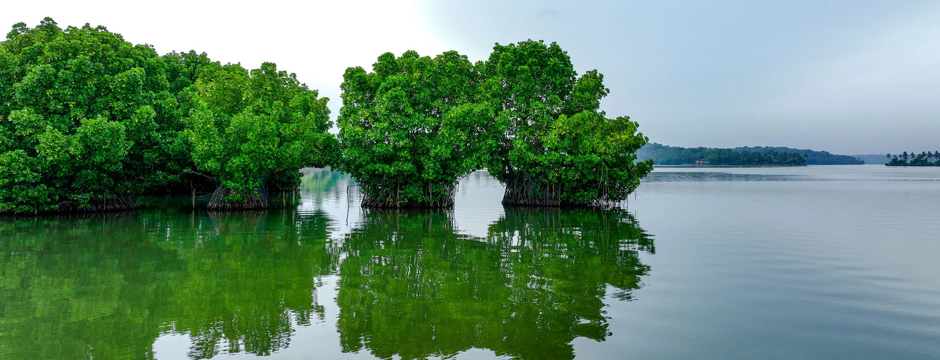 A tranquil and picturesque view of Munroe Island, located at the confluence of Ashtamudi Lake and the Kallada River in Kollam, Kerala. The image showcases serene backwaters surrounded by lush green coconut palms and mangrove forests. A traditional country canoe glides through the calm waters, steered by a local rower, reflecting the slow-paced and peaceful village life. Small thatched houses and narrow canals enhance the charm of this hidden gem, offering an authentic glimpse into Kerala’s rural heritage. The sky above is clear with soft hues, mirrored beautifully on the glassy water surface. Munroe Island is famous for its coir-making, migratory birds, and unique ecosystem. The idyllic setting highlights the harmony between nature and community, making it a perfect destination for eco-tourism, canoe cruises, and cultural exploration amidst Kerala’s unspoiled natural beauty.