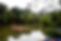 Kuruva Island – scenic river island with lush greenery, bamboo rafting, and pristine backwaters in Wayanad, Kerala