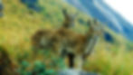 Rajamala - Eravikulam National Park: Where the Endangered Nilgiri Tahr Roams Free