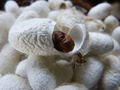 Cocoon.jpg