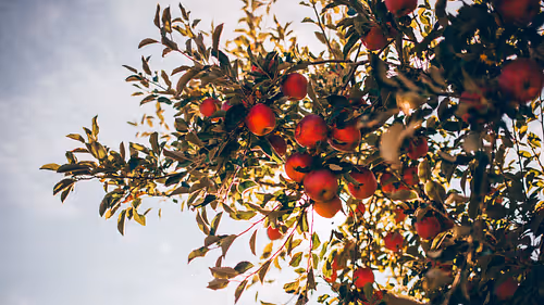 Manali's iconic apple orchards in full bloom, a signature landscape of Himachal Pradesh's fruit belt. This captivating image features gnarled apple trees heavy with ripe red fruits (varieties like Royal Delicious and Rich-a-Red), with the majestic Dhauladhar range providing a dramatic backdrop. Christone Holidays' specialty agri-tourism packages include hands-on experiences: pruning demonstrations at century-old farms, interactive sessions with local growers in the Kullu Valley, and visits to the Apple Grading-Packing Plant at Bhuntar. The spring blossom season (April-May) transforms the valley into a pink-white floral paradise, while autumn harvest offers cider-making workshops. Our itineraries combine orchard tours with nearby attractions - the Apple King's heritage house in Bandrol, ancient Devi temples surrounded by fruit trees, and scenic picnic spots along irrigation channels. Whether you're a photographer capturing the play of light through fruit-laden branches.