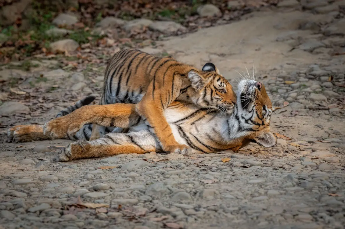 Christone Holidays captures rare tiger playtime in Corbett’s Bijrani Zone – Two young Bengal tigers (Panthera tigris tigris) wrestling in golden grasslands during a jeep safari. This exclusive wildlife moment showcases the thriving tiger population in Corbett National Park’s most biodiverse zone, where dense sal forests meet riverine habitats. Our curated safaris offer front-row seats to such raw jungle drama, with expert naturalists explaining tiger behavior. The image epitomizes Bijrani’s reputation for frequent predator sightings, with sunlight filtering through trees onto the cubs’ distinctive stripes. Book Christone Holidays’ ‘Tiger Trails’ package for professionally guided safaris in this prime zone, where over 25 resident tigers patrol the terrain."
