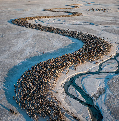 Aerial view of massive reindeer herd migrating across Yamal Peninsula tundra with Nenets herders on traditional sleds during spring