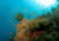 magnificently beautiful coral reefs, close view of the underwater marine life at Andaman with Christone Holidays
