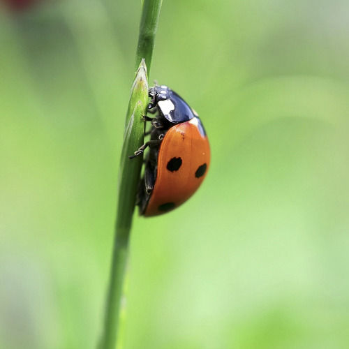 Marienkäfer auf einem Grashalm