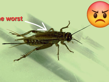 The Most Obnoxious, Smelly, Filthy, Annoying, Loathsome Feeder Insect on this Entire Planet of Earth