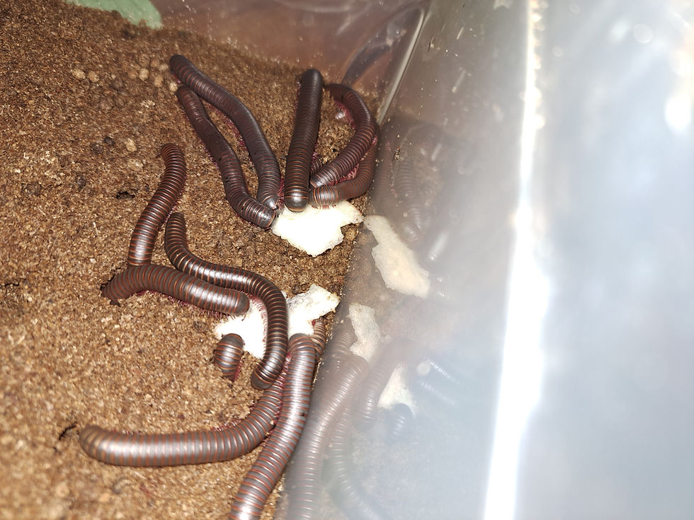 Thumbnail: AMERICAN GIANT MILLIPEDE 