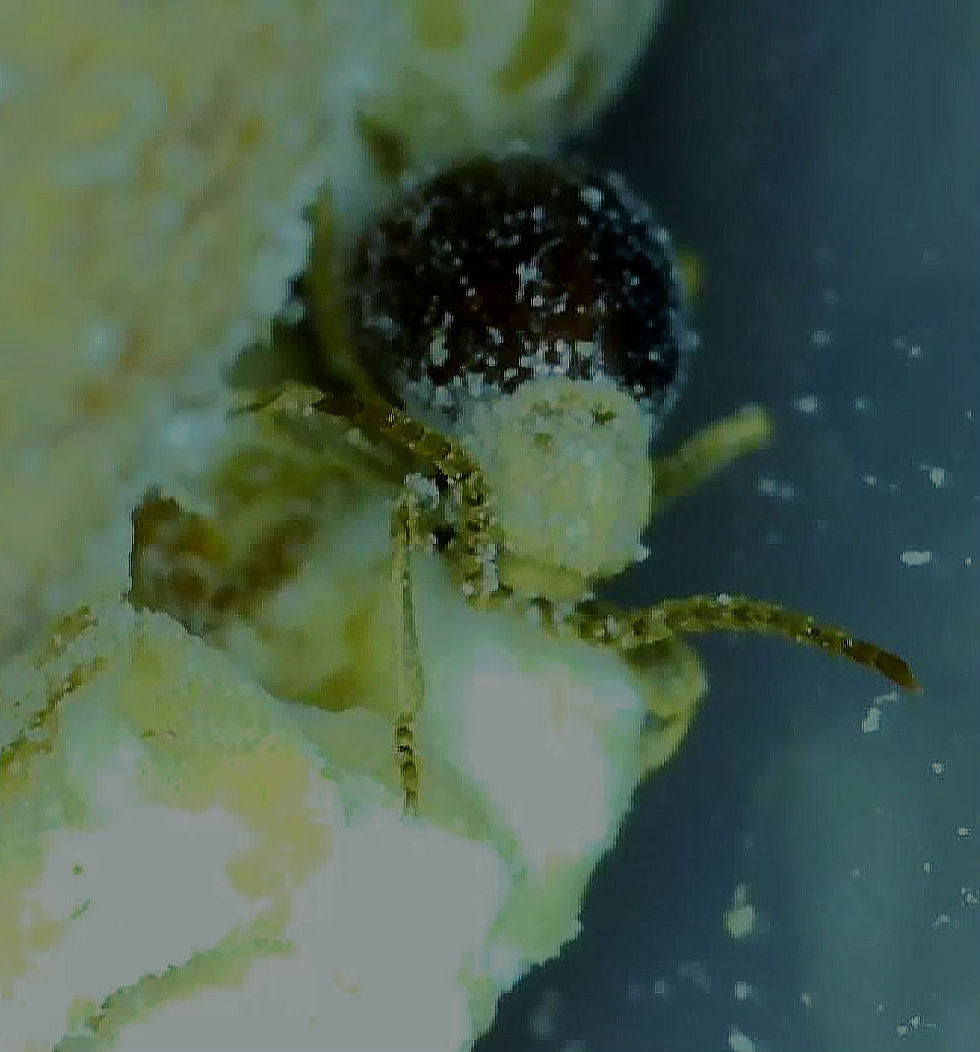 Thumbnail: FEEDER BEETLES 
