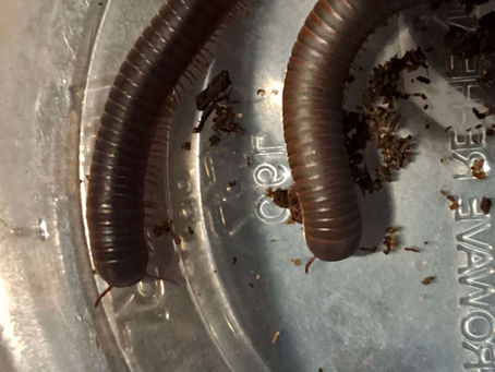 DETERMINING THE SEX OF YOUR MILLIPEDE