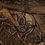 Thumbnail: AMERICAN GIANT MILLIPEDE 