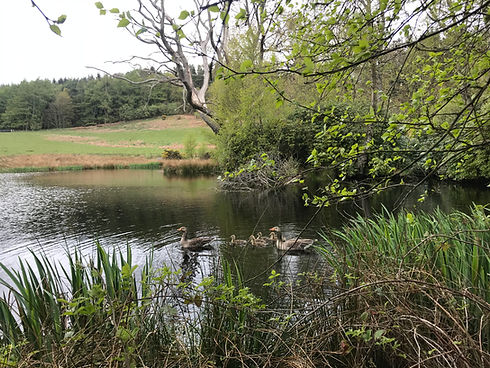 duck pond at westhills.JPG
