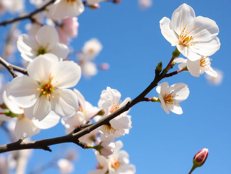 🌸 Why the Spring Market Is the Perfect Time to Advertise on Local‑Insta 🌸