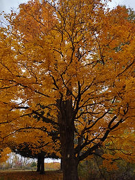 IMG_20201015_122140987_HDR.jpg