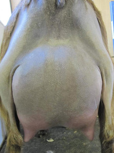 CUatLilRedBarn Vilano 1*M +EEE88