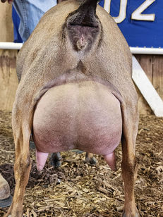 Atwood Acres U Brown Eyed Girl