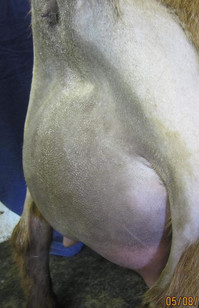 CUatLilRedBarn Vilano 1*M +EEE88