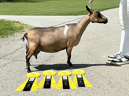 4*M CH CUatLilRedBarn Driv Ms. Daizy VGVE88