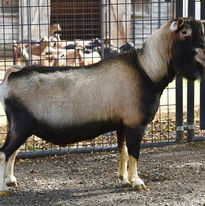 SG Old Mountain Farm Bold Elk +*B +EE86