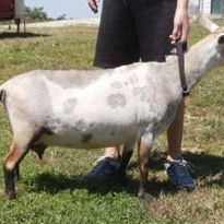 SG Old Mountain Farm Katja 3*M/*D VAE+87