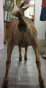 CH CUatLilRedBarn Roxanne 6*M VEEE89