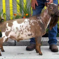 GCH Wood Bridge Farm Apache Wind ++*B EVE90