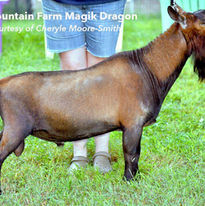 Old Mountain Farm Magik Dragon