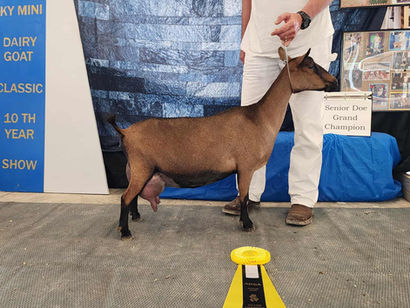 CH CUAtLilRedBarn Shy Anne